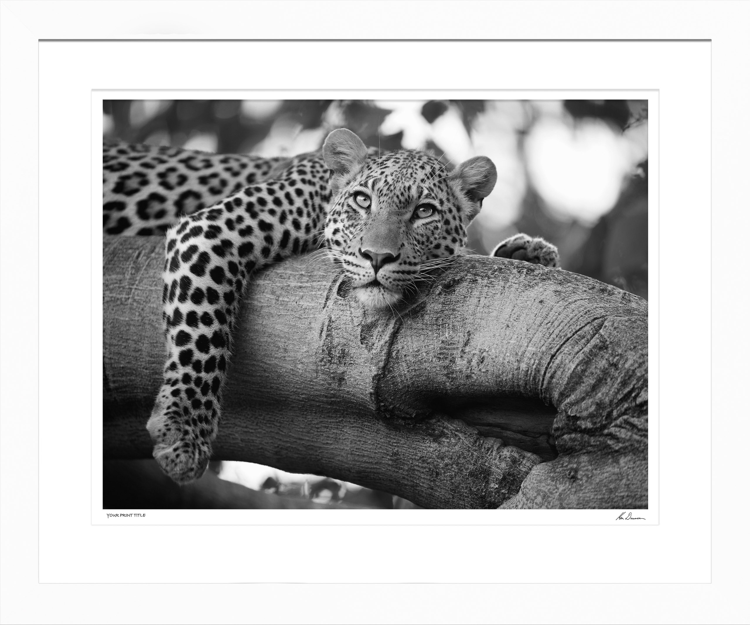 EYES OF AFRICA #2 - Large Framed Wall Stock Sale (One Only)