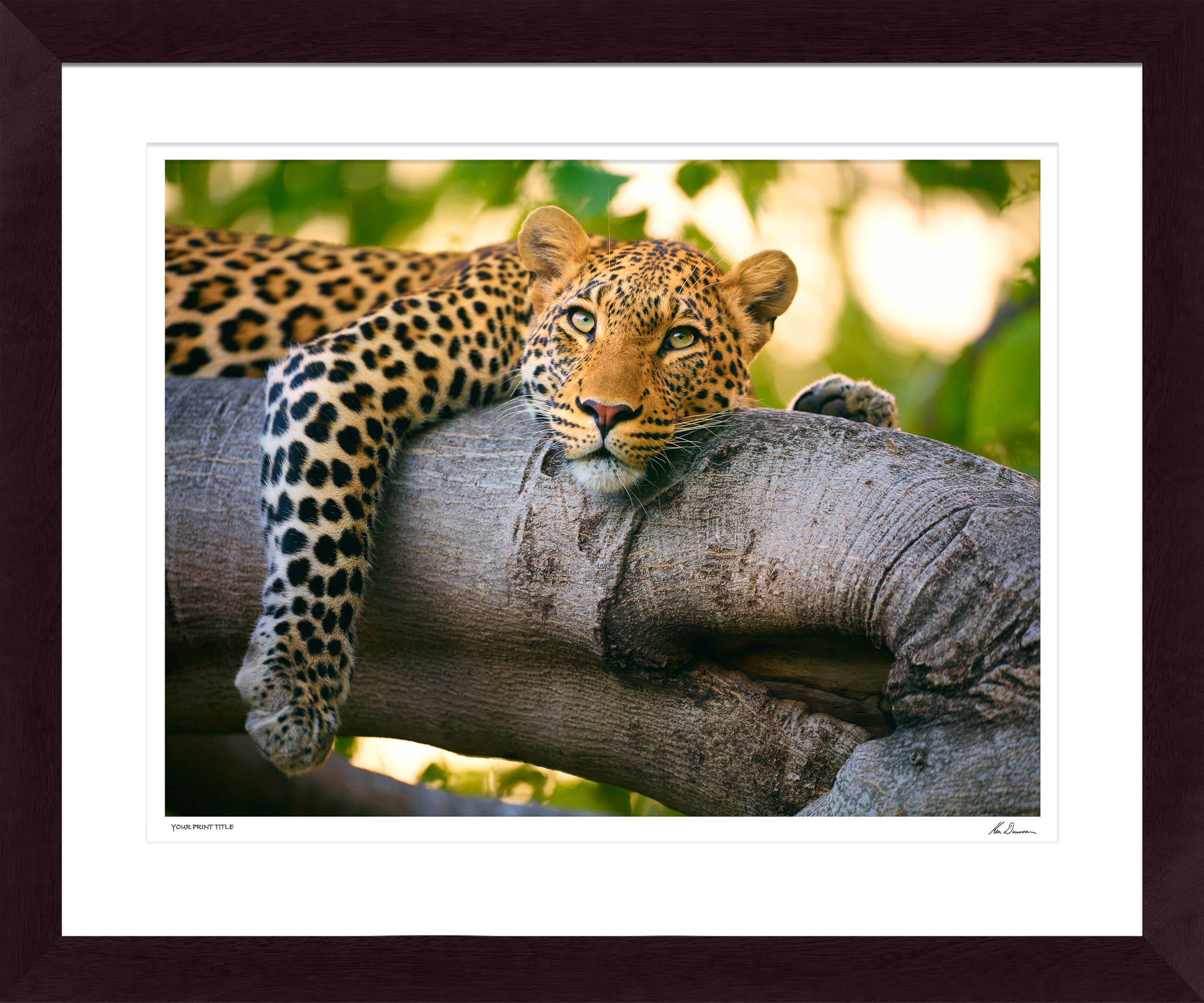 Eyes Of Africa #1- Medium Framed Wall Stock Sale (One Only)
