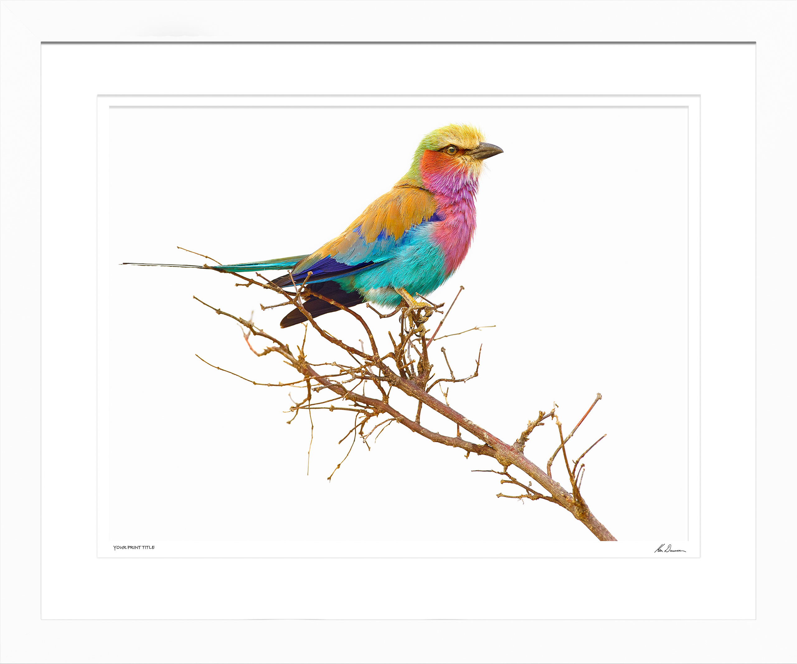 Lilac Breasted Roller - Large Framed Wall Stock Sale (One Only)