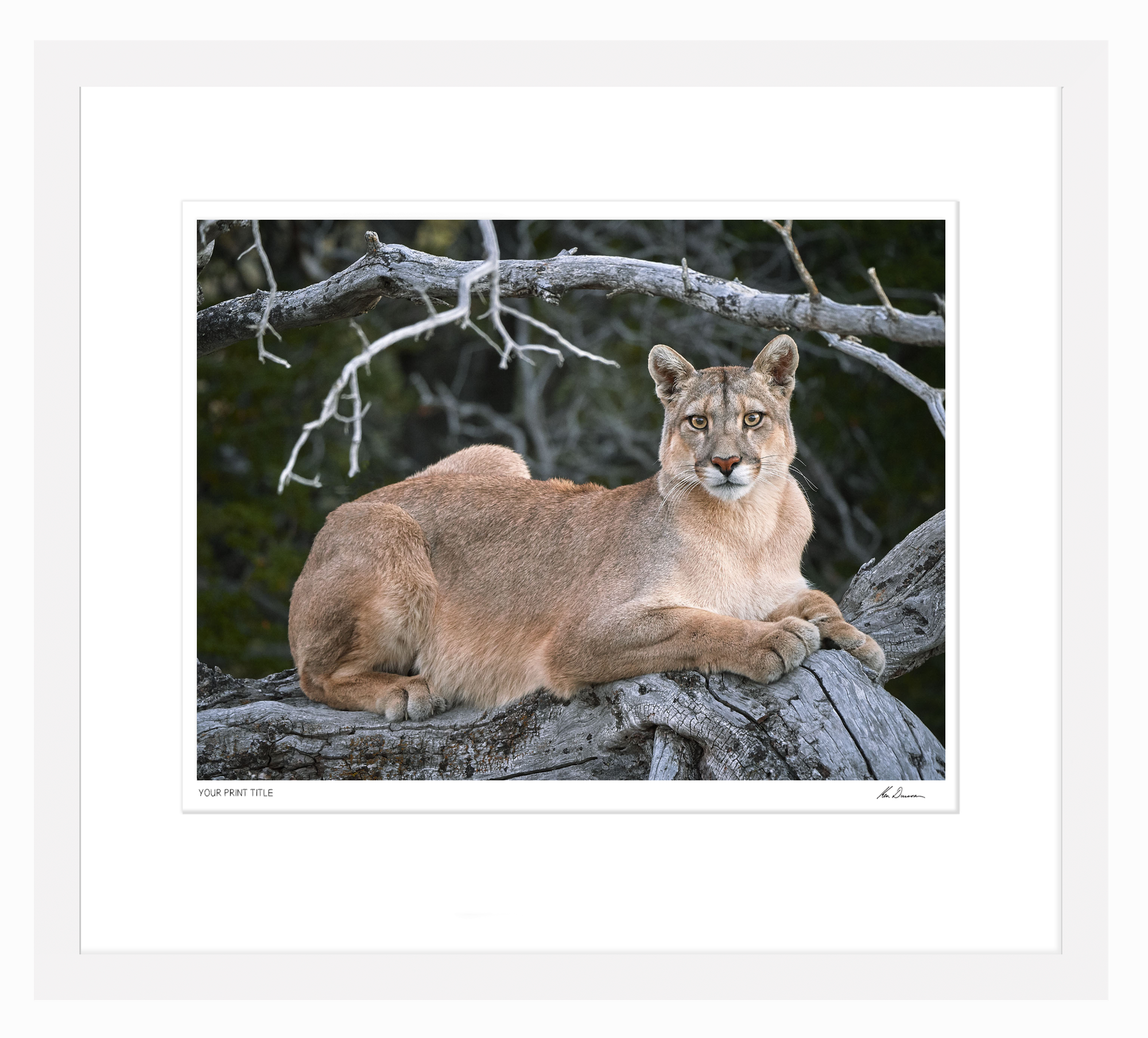 Puma, Patagonia - Large Framed Wall Stock Sale (One Only)