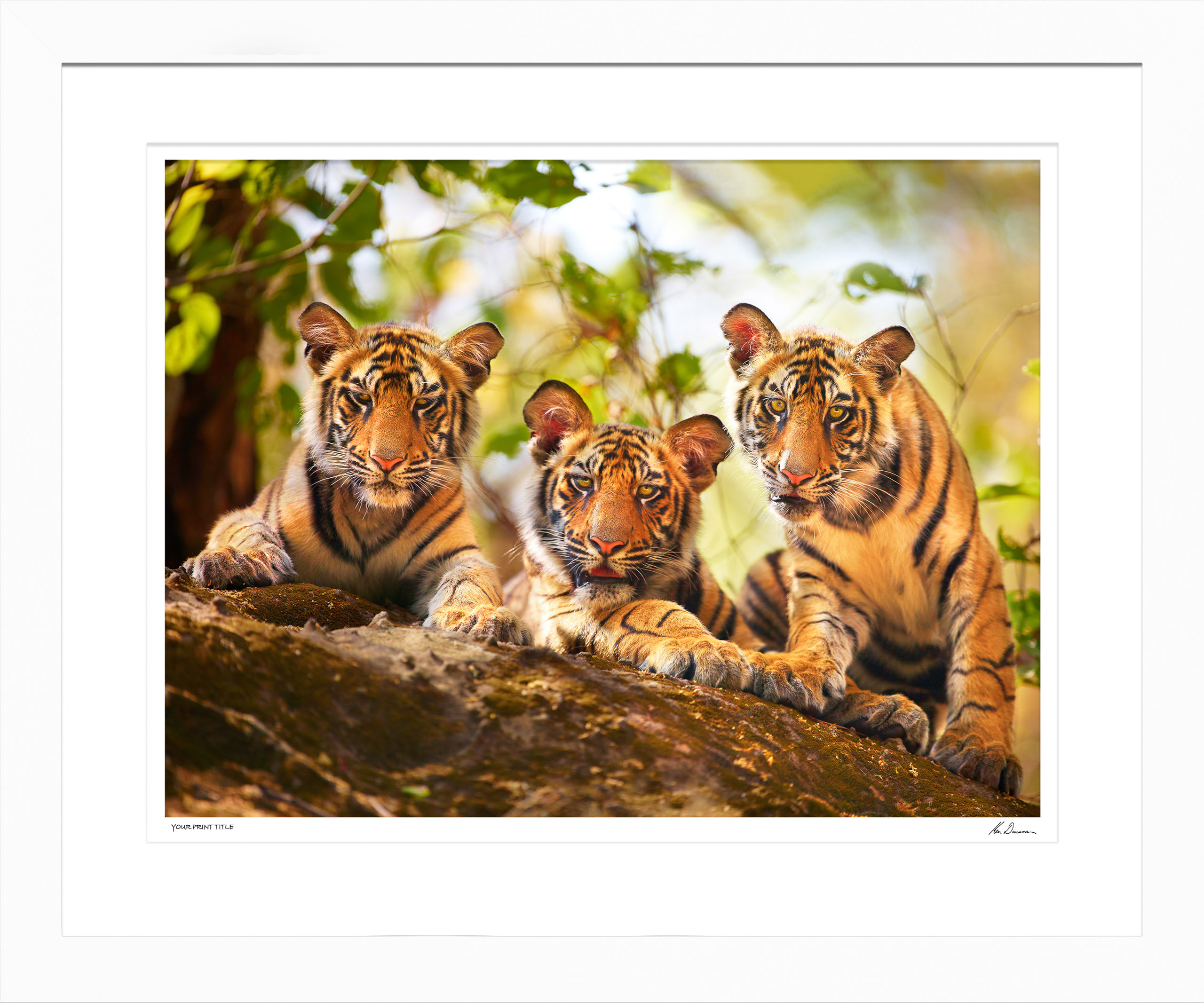 Curious Cubs, India - Large Framed Wall Stock Sale (One Only)