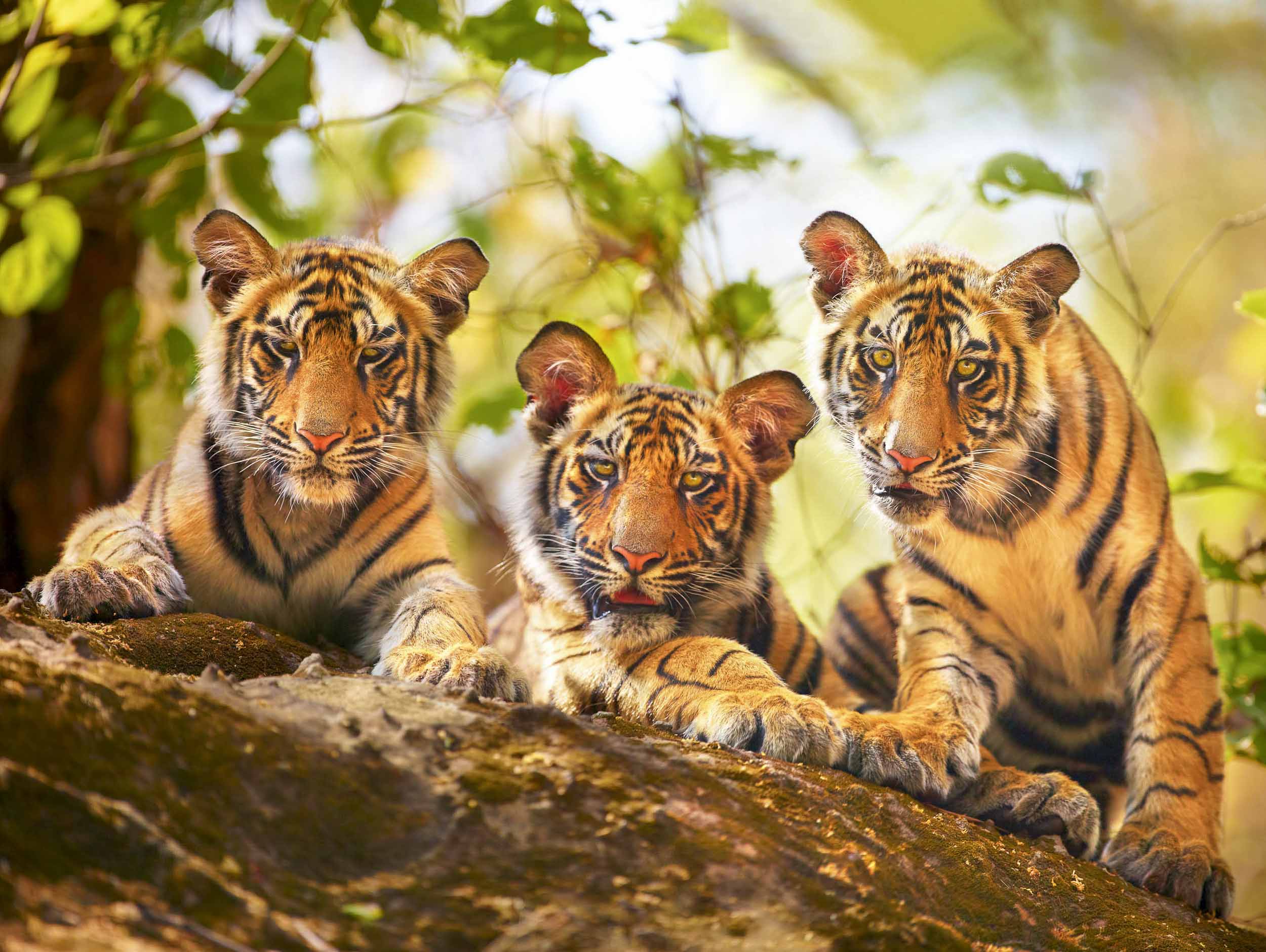 Curious Cubs, India, Large Unframed Print