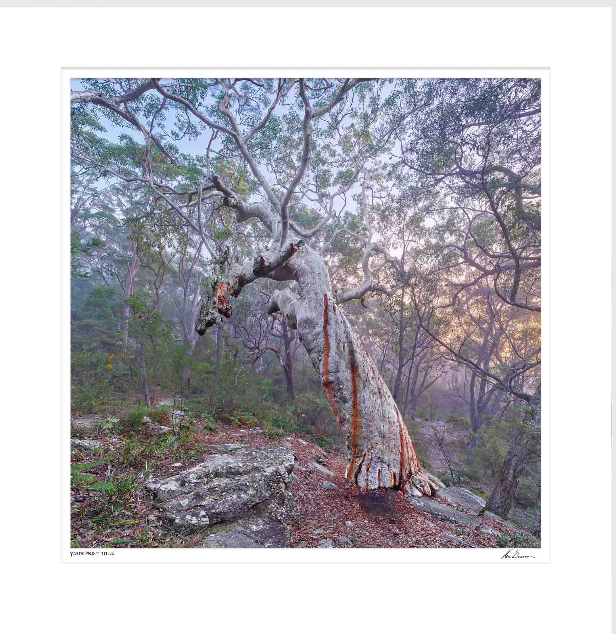 Grandmother Tree - Large Framed Wall Stock Sale (One Only)