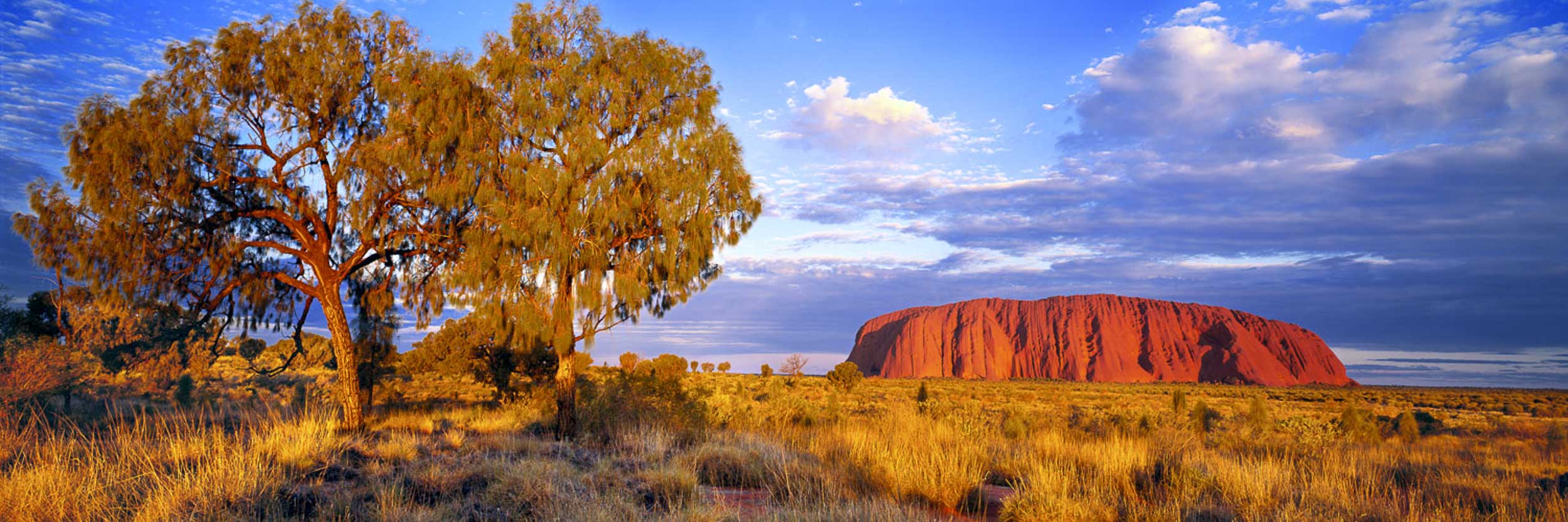 Desert Oaks, Uluru, NT
