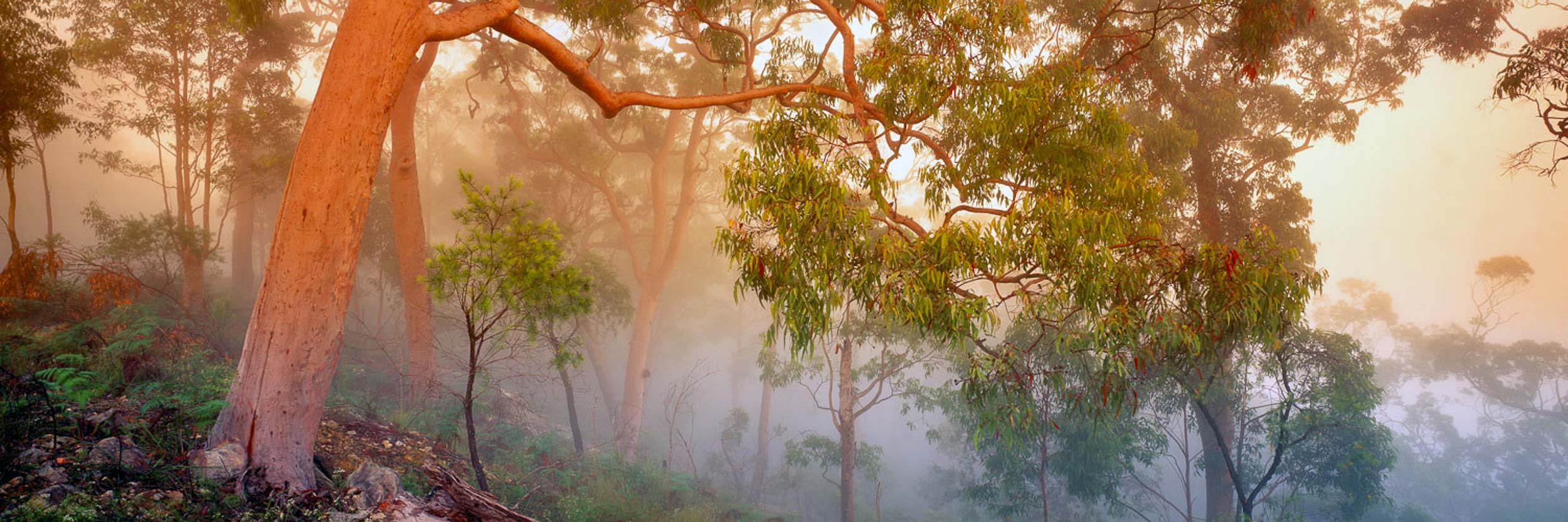 Forest Sunrise, Central Coast, NSW