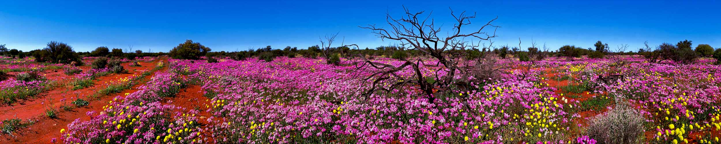 Nature's Carpet