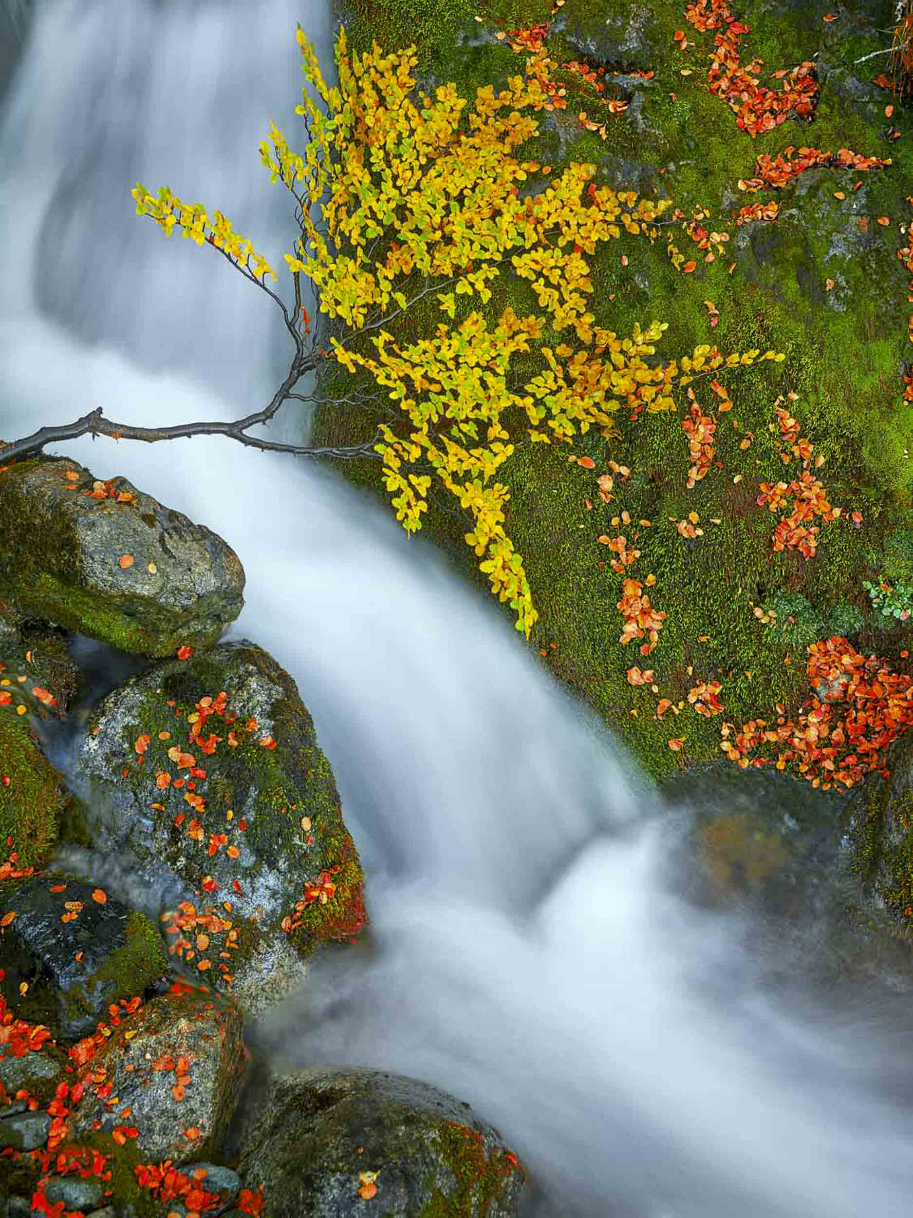 Whispering Brook