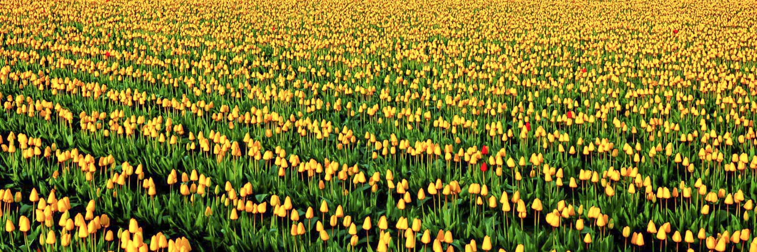 Dare To Be Different, WA