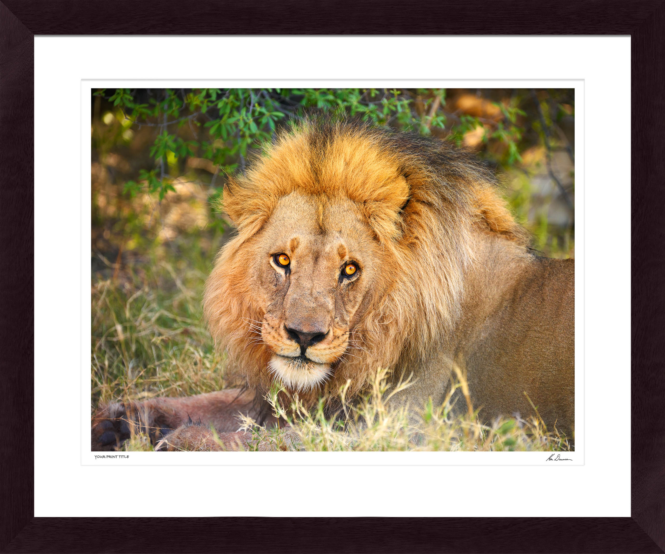 X Large Limited Edition The King, Africa. Framed Dimensions 1283mm (h) x 1590mm (w). Registration number 44/300