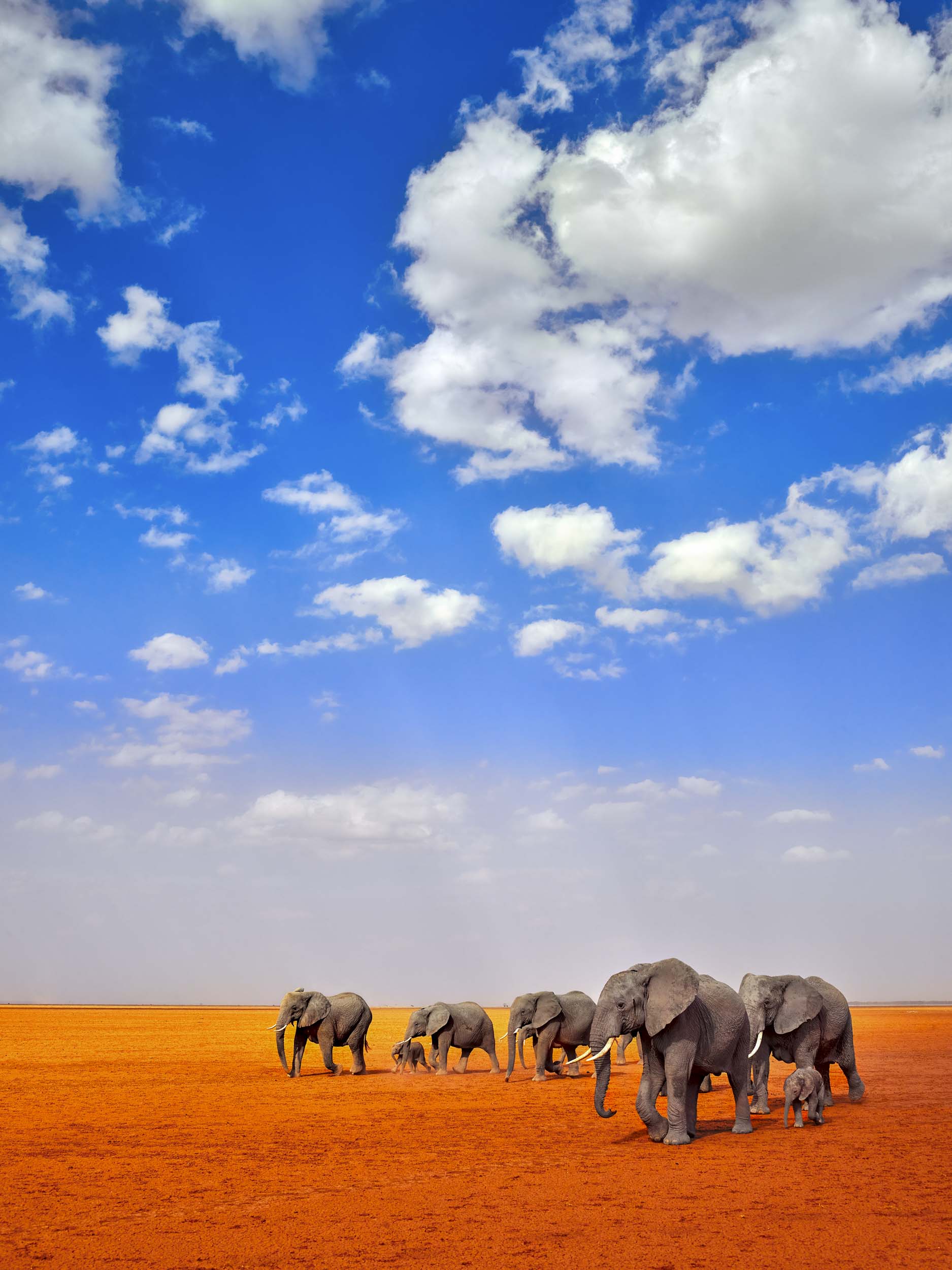 Elephant Parade