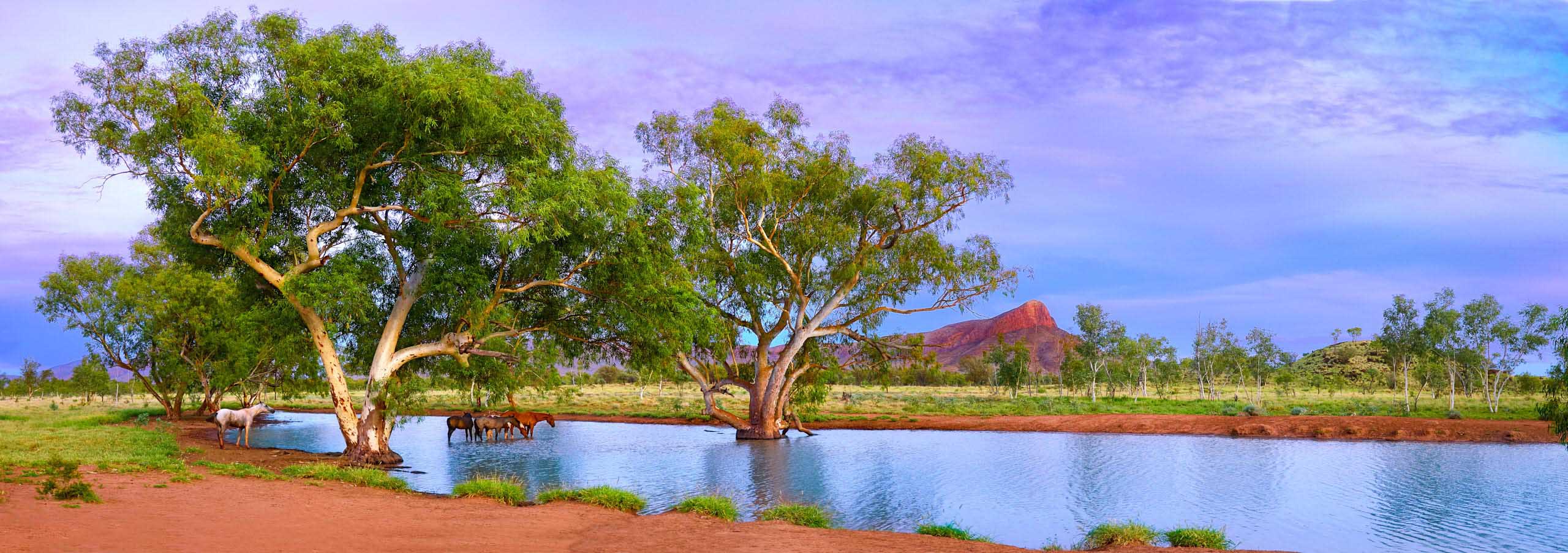 Brumbies, Archie's Creek, NT