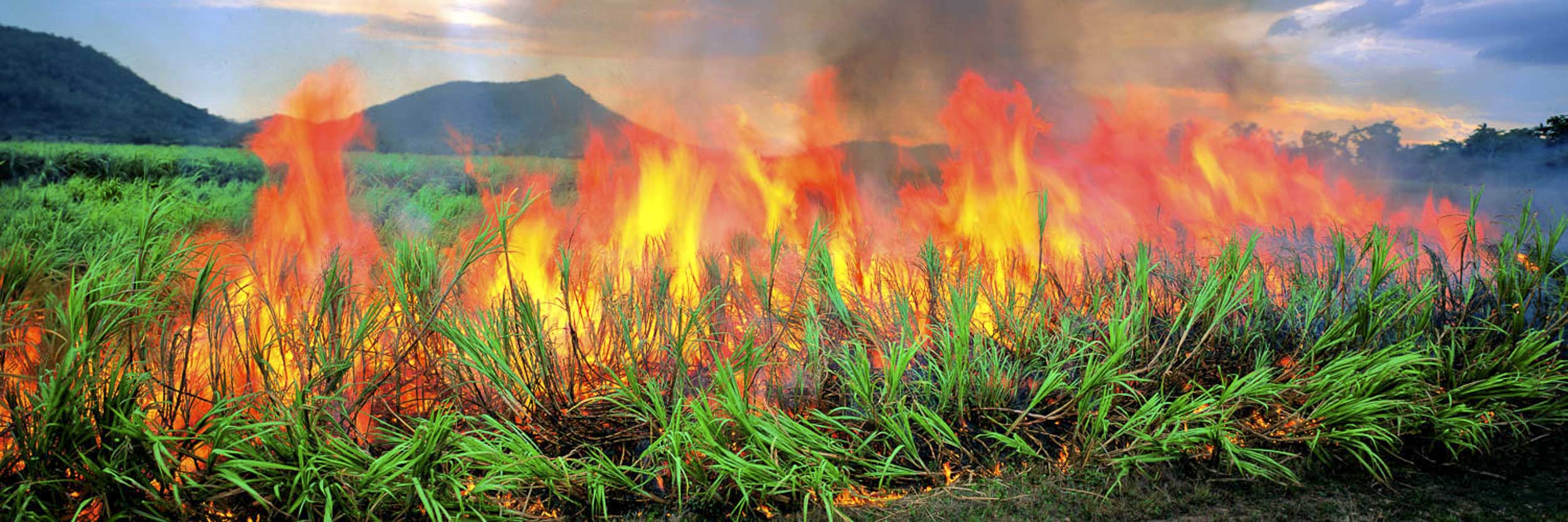 Fields Of Fire, QLD