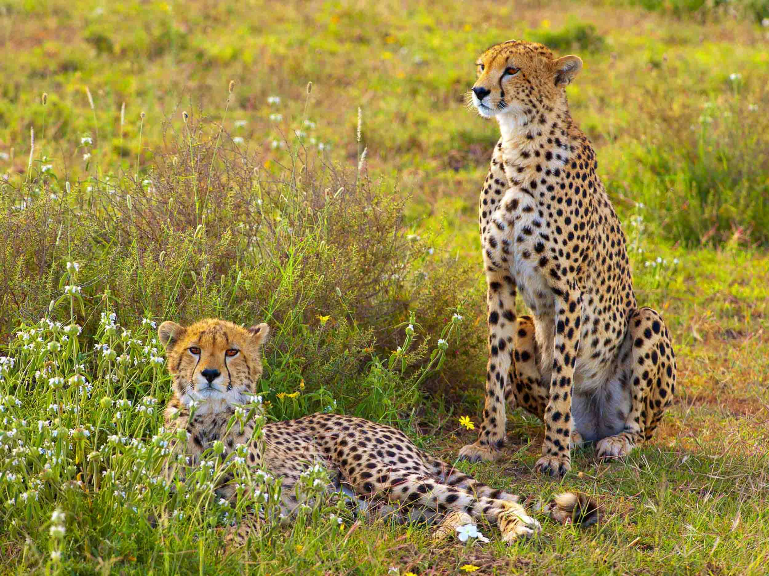 On Guard, Tanzania